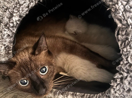 Kittens