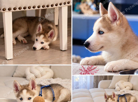 Husky puppy