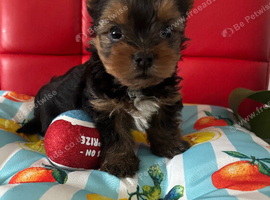 Tea cup Yorkshire Terrier boys