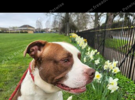 American bulldog cross