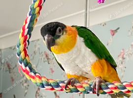 Black headed Caique Female hand tame pet parrot