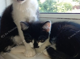 2 &times;9week old kittens