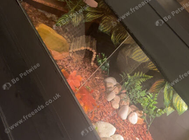 4 foot Viv