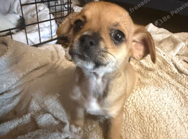 Chihuahuas craigavon area