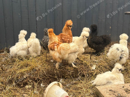 USA Silkie chickens