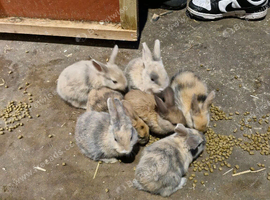 Babe rabbit