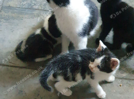 Black and white kittens
