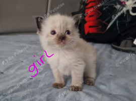 Female kitten for sale