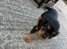 Cavalier King Charles pups for sale
