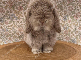Chocolate chinchilla doe