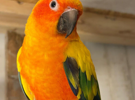 Stunning sun conure parrot for sale