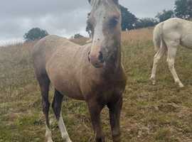 Welsh part bred filly