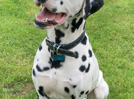 *PROVEN* KC reg black spotted handsome William