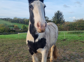 Lovely 8yo 13.2hh Cob Mare For Sale