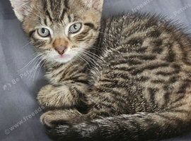 Bengal/tabby... female 10 weeks old