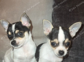Chihuahua puppies Ready to leave