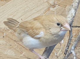 Bengalese finch for sale