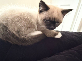 I have a female ragdoll kitten