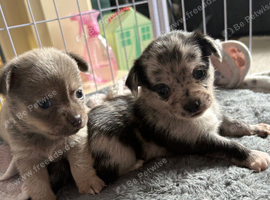 5 beautiful chihuahua puppies