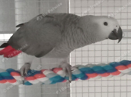Congo African grey