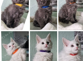Maine coon kittens available