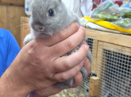 Netherland dwarf doe