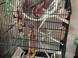 Two cockertiels