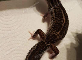 Black night female leopard gecko