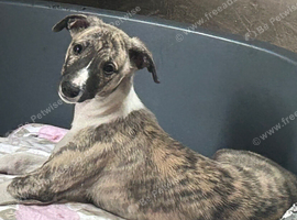 3 kc reg male whippets
