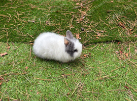 Baby double main  lionhead bunnies