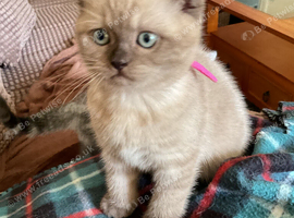 Scottish fold kitten reduced in price