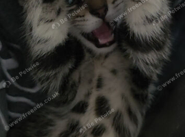 Gorgeous kitten