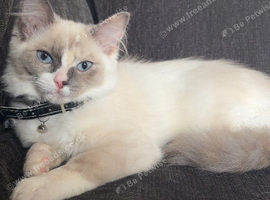 5 month old kitten