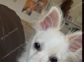 1 pomchi white puppy  boy