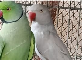 Breeding pair of Indian ringneck.