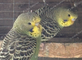 3 baby budgies