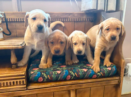Kc labradors puppies