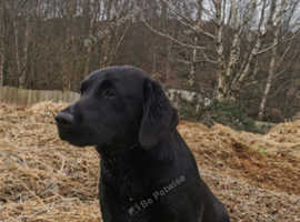 Stud dog, Black labrador retriever