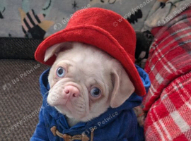 Loving platinum pink koi female pug with blue eyes