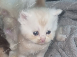 Kittens chinchilla Persian