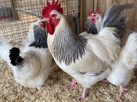 Light and coronation sussex hatching eggs