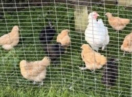 Buff Orpington's