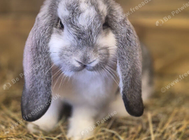 *****FRENCH LOPS READY TO RESERVE****