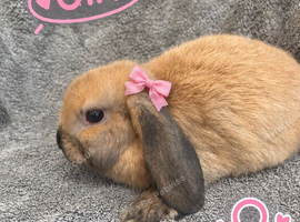 One Gorgeous Mini Lop Baby Ready now!