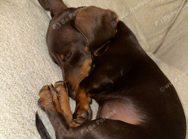 Miniature dachshund