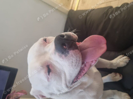 Staffy cross bulldog
