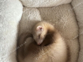 6 Month of Ferret (Mayo)