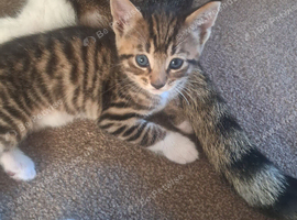 BEAUTIFUL KITTENS   AVAILABLE