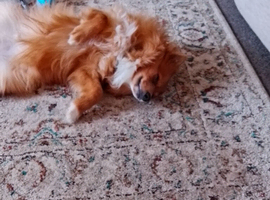 Pomeranian for sale