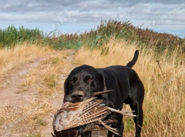 KC registered 5th Generation GSP